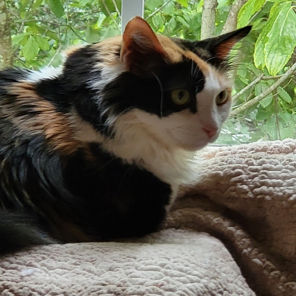 Meet your Posher, Deshante - Picture 7 of 8